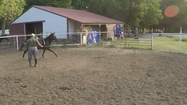 Four Years Pasture Rusty Mare - Part 2